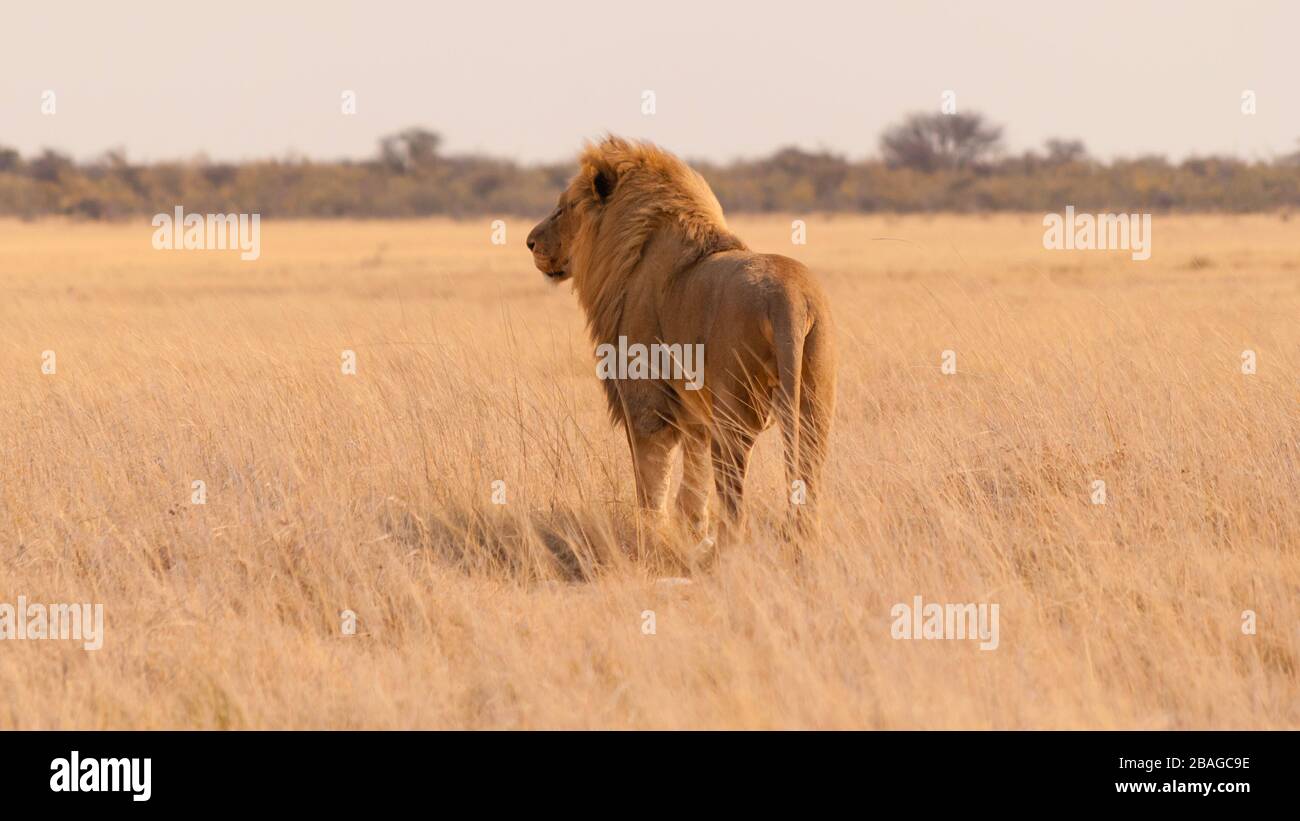 Vista posteriore del Leone nel Parco Nazionale di Etosha, Namibia Foto Stock
