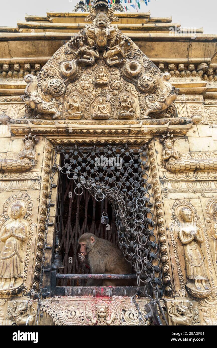 Scimmie sacre in uno Stupa al tempio delle scimmie di Swayambhunath - Kathmandu, Nepal - un sito dichiarato dall'UNESCO patrimonio dell'umanità Foto Stock