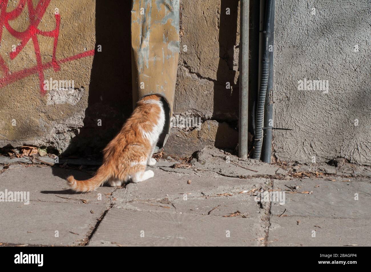 Adorabile strada kitten closeup in giornata di sole Foto Stock