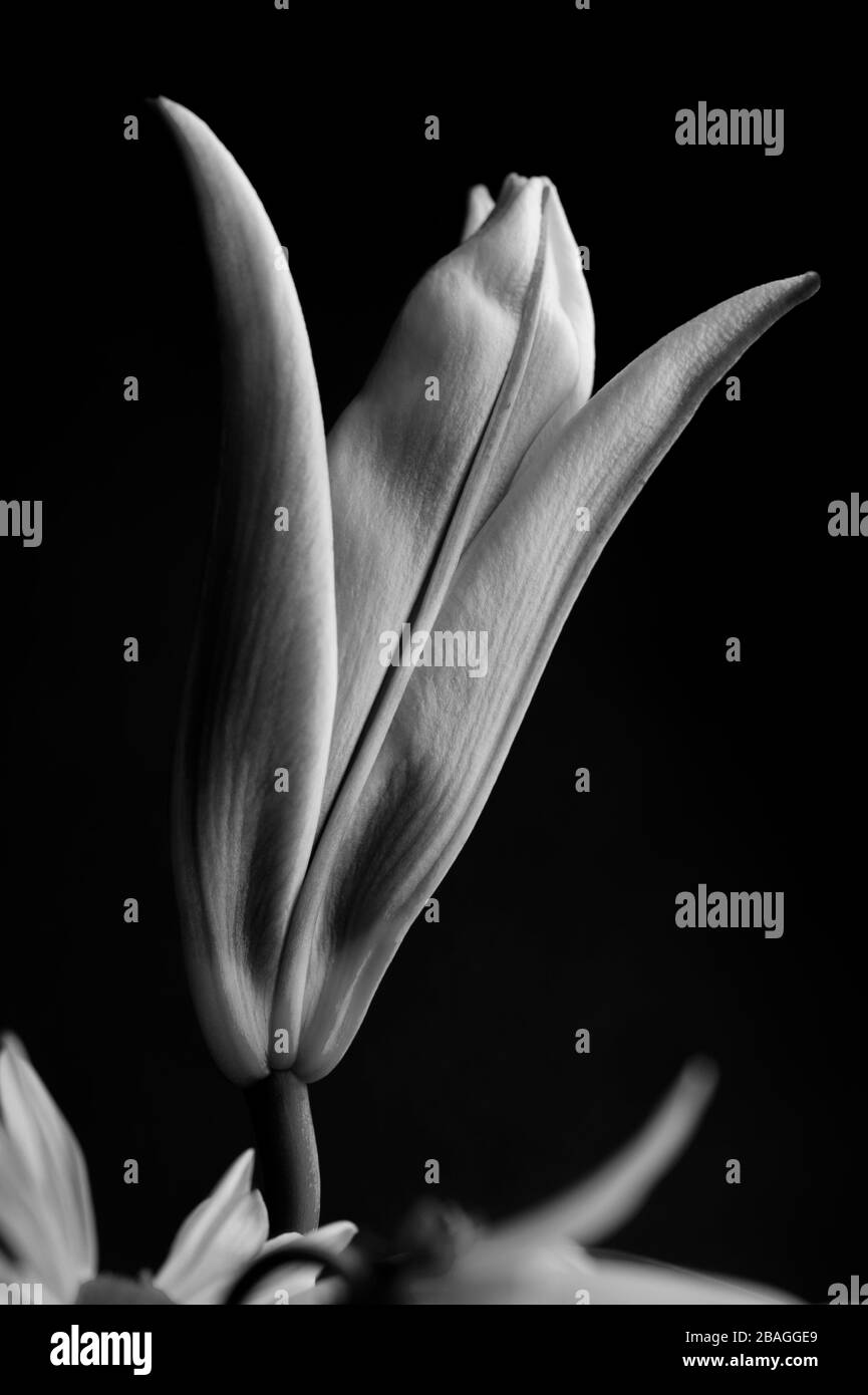 Primo piano del germoglio di giglio di Stargazer sull'orlo della fioritura, immagine interna con luce calda della finestra. Foto Stock