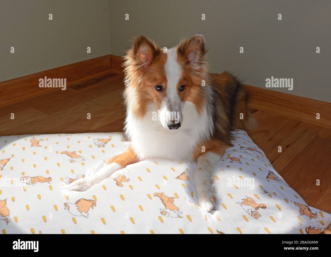Un Shetland Shepdog (sheltie) che si posa su un cuscino in un luogo soleggiato. Foto Stock