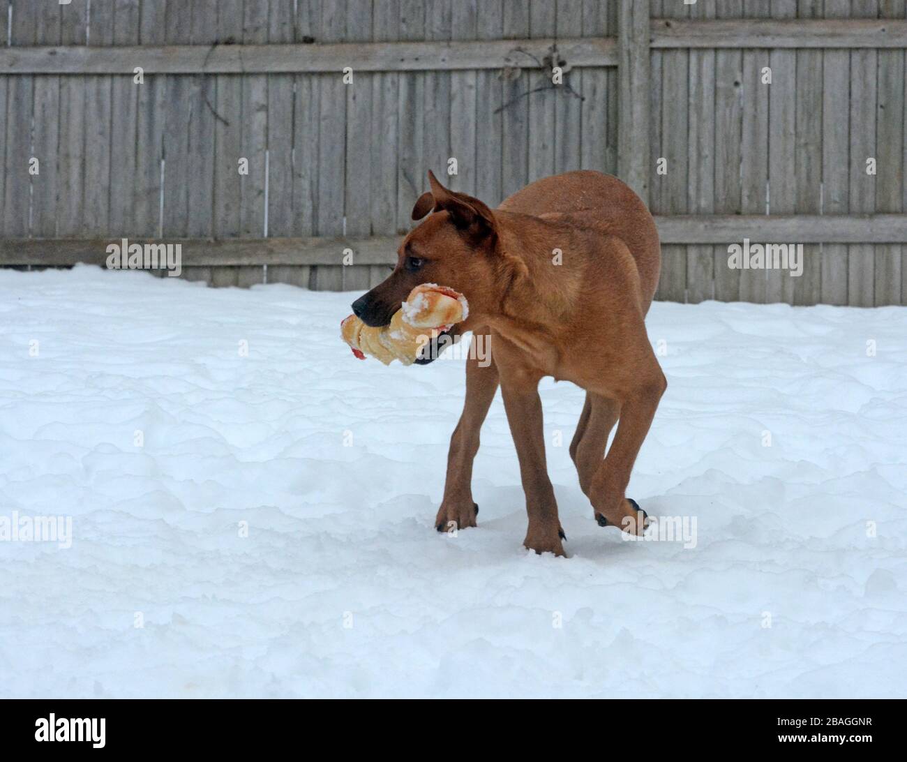 Giovane buca bull cucciolo giocare fuori nella neve con un grosso osso di rawhide. Foto Stock