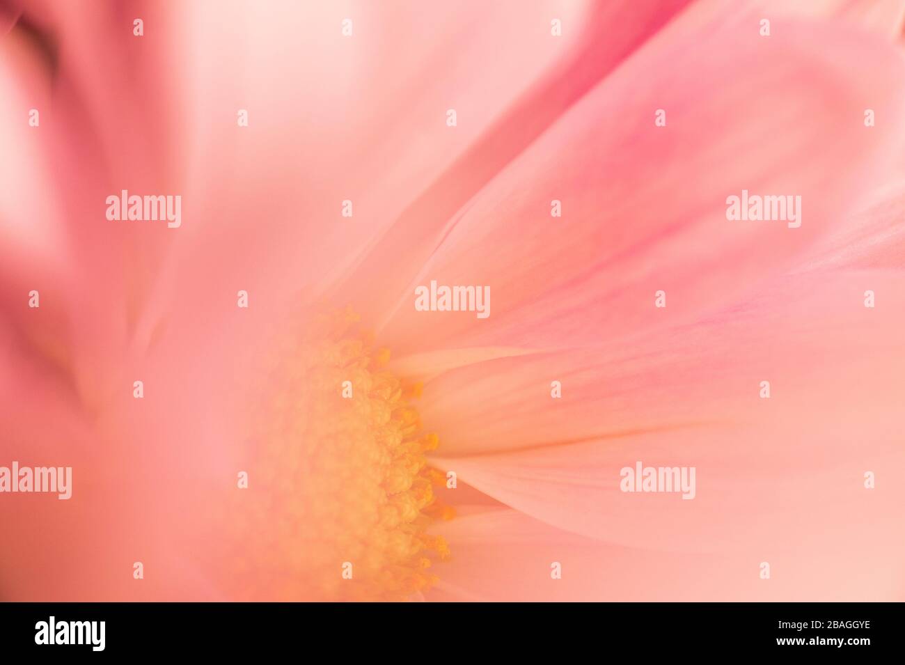 Primo piano di Daisy fiore in caldo finestra luce del sole Foto Stock