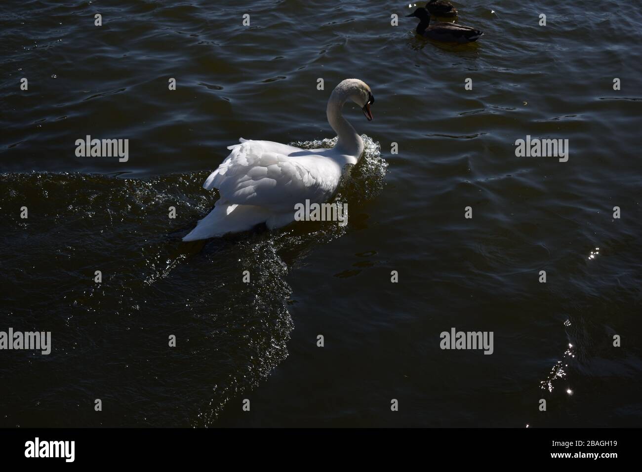 Swan britannico in un lago blu profondo Foto Stock