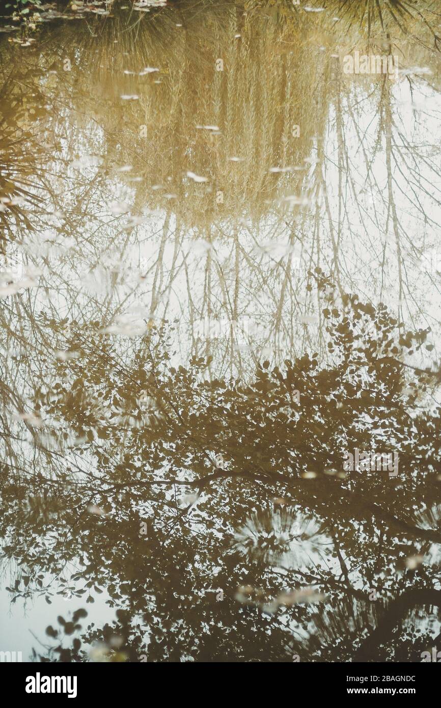 Belle riflessioni di alberi e cespugli su uno stagno in autunno in una foresta francese nella regione di Les Lands della Francia. Foto Stock