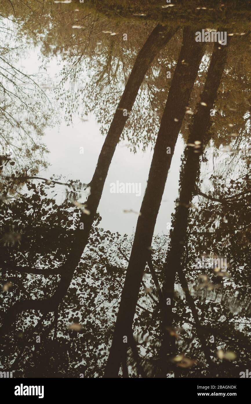 Belle riflessioni di alberi e cespugli su uno stagno in autunno in una foresta francese nella regione di Les Lands della Francia. Foto Stock