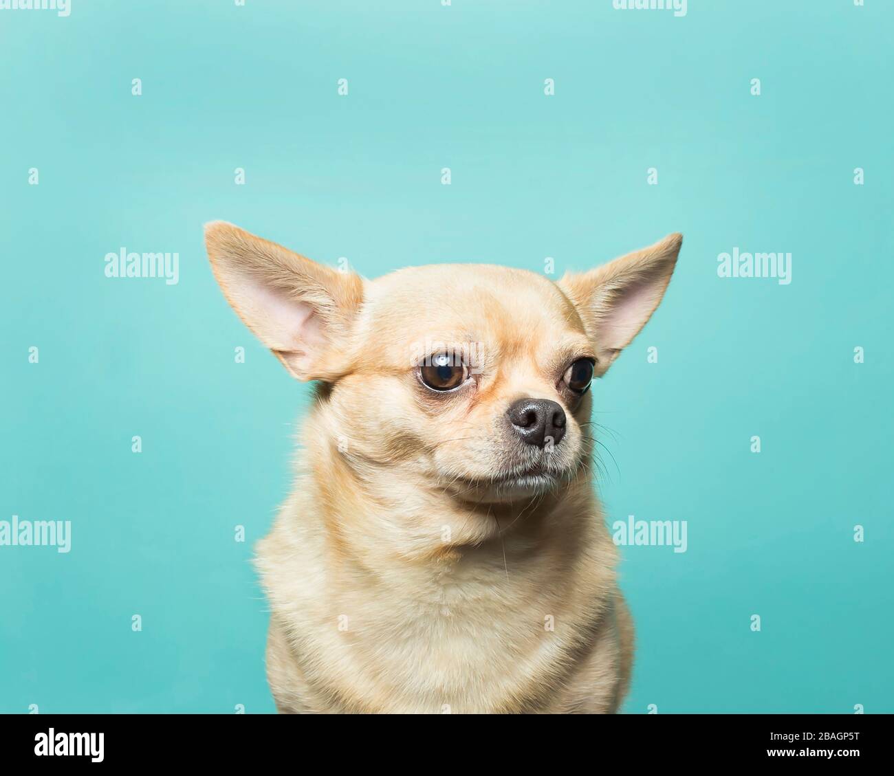 Da vicino di chihuahua testa marrone chiaro sullo sfondo blu acqua Foto Stock