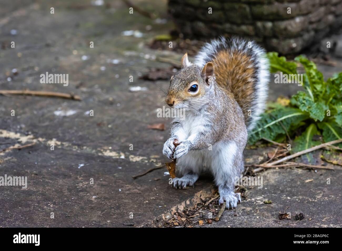 Scoiattolo grigio (scoiattolo grigio americano, Sciurus carolinensis) in piedi su un patio in un giardino in Surrey, Inghilterra sudorientale, mangiare una chiave sycamore Foto Stock