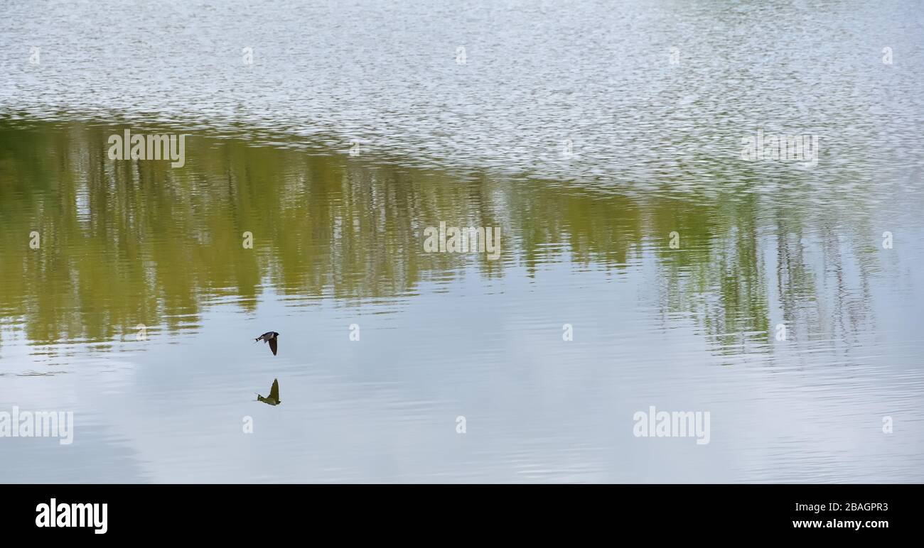 Deglutire volando lungo l'acqua di un lago in cui gli alberi sono riflessi Foto Stock