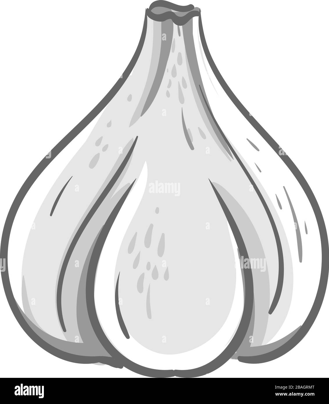 Aglio bianco, illustrazione, vettore su sfondo bianco Illustrazione Vettoriale