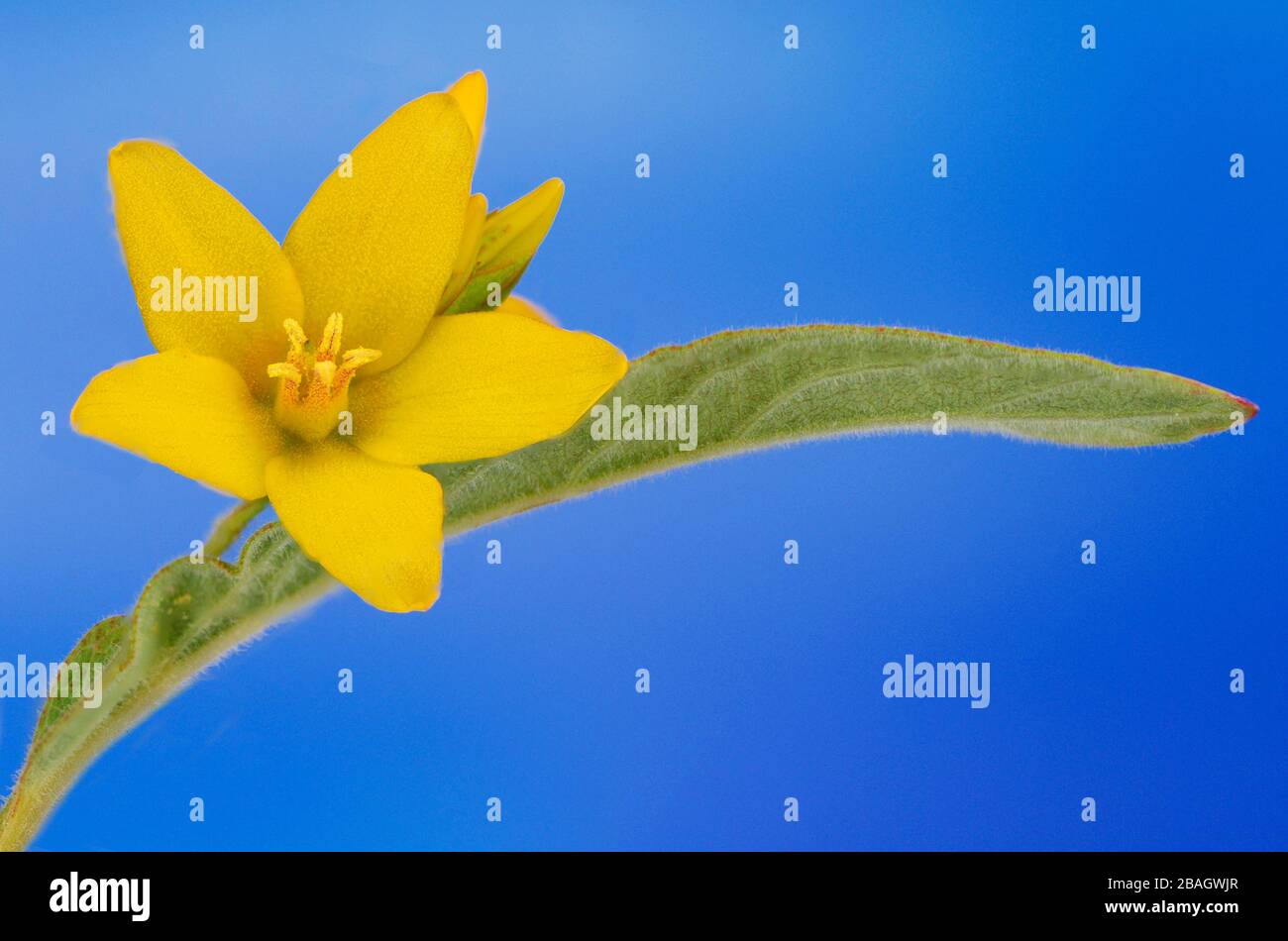 Loosestrife giallo (Lysimachia vulgaris), fiore singolo, Germania, Baviera Foto Stock