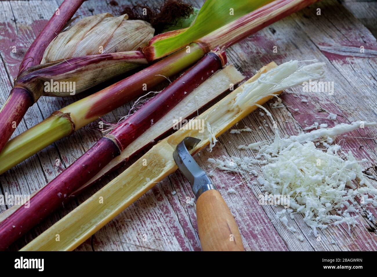 Zizze giganti, zizze Sakhalin (Fallopia sachalinensis, Polygonum sachalinense, Reynouria sachalinensis), fusto cavo da dimezzare per riempire con i semi di uccello, raschiando il midollo, Germania Foto Stock
