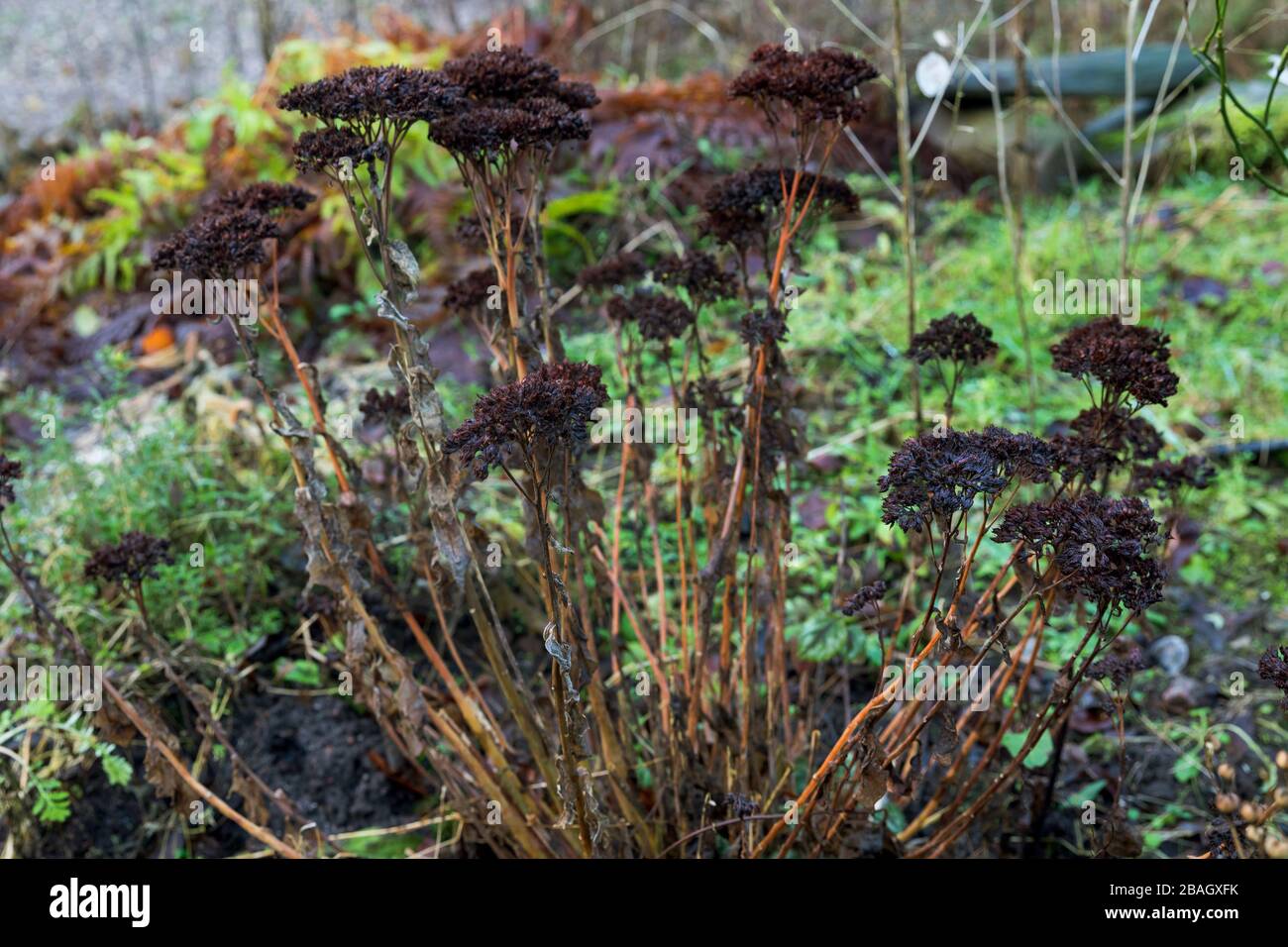 Giardino naturale, piante morte e secche che riposano in un giardino come rifugio per Insekt, Germania Foto Stock
