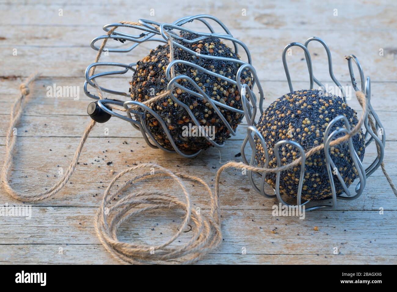 Palline di grasso di uccello fatte in tubi discendenti, Germania Foto Stock