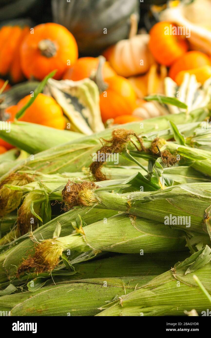 Un abbondante raccolto autunnale di mais dolce, zucche e zucche per la vendita al mercato agricolo locale. Foto Stock