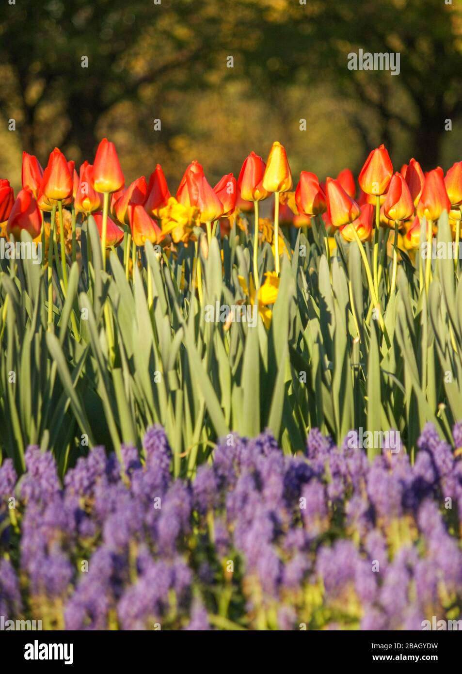 Un giardino di lussureggianti tulipani che crescono nel parco, adagiato tra vibranti fiori di sorgente viola e viola. Foto Stock