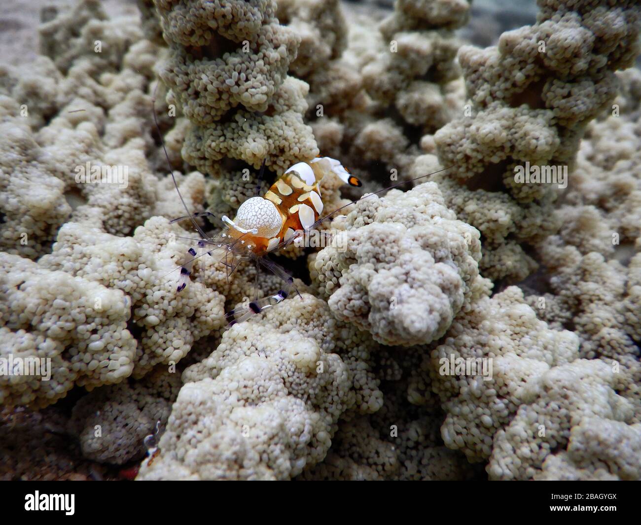 Regno di Tonga – Pacific Clown Anemone Shrimp all'Isola di Vavaʻu Foto Stock