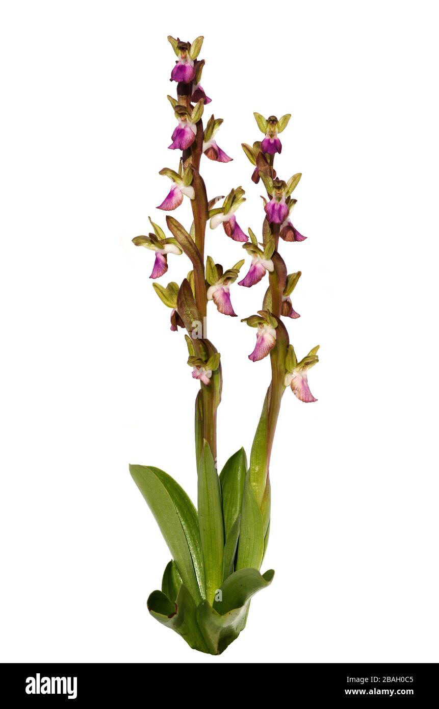 Due piante piene di orchidee selvatiche Anacamptis collina di piccoli fiori. Isolato su uno sfondo bianco. Vila Verde de Ficalho, Portogallo. Foto Stock