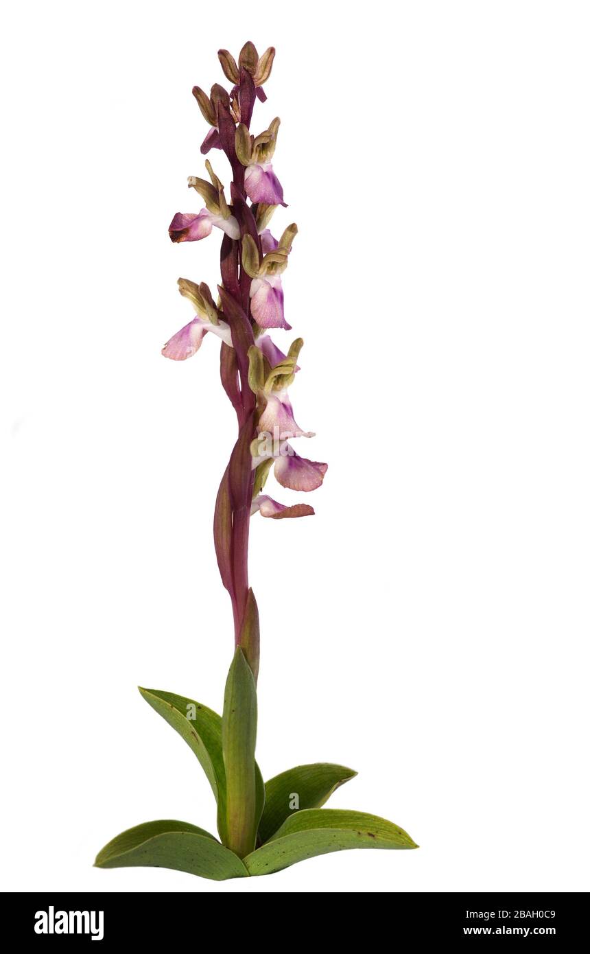 Orchidea selvatica Anacamptis collina isolata su sfondo bianco. Pianta piena diritta e fiori rosa chiaro. Vila Verde de Ficalho, Portogallo. Foto Stock