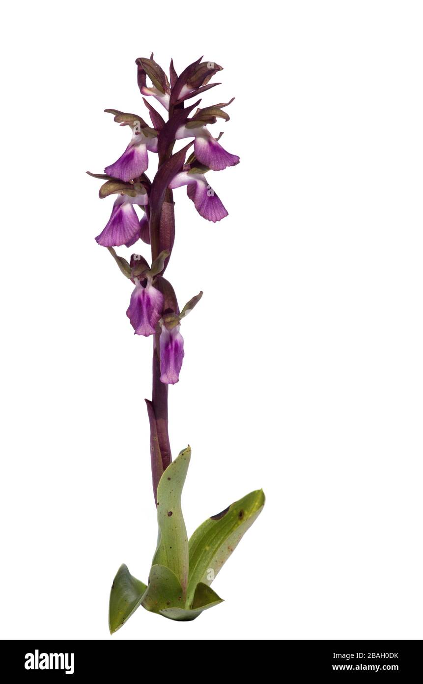 Orchidea selvatica Anacamptis collina isolata su sfondo bianco. Piante complete e fiori viola scuro. Vila Verde de Ficalho, Portogallo. Foto Stock
