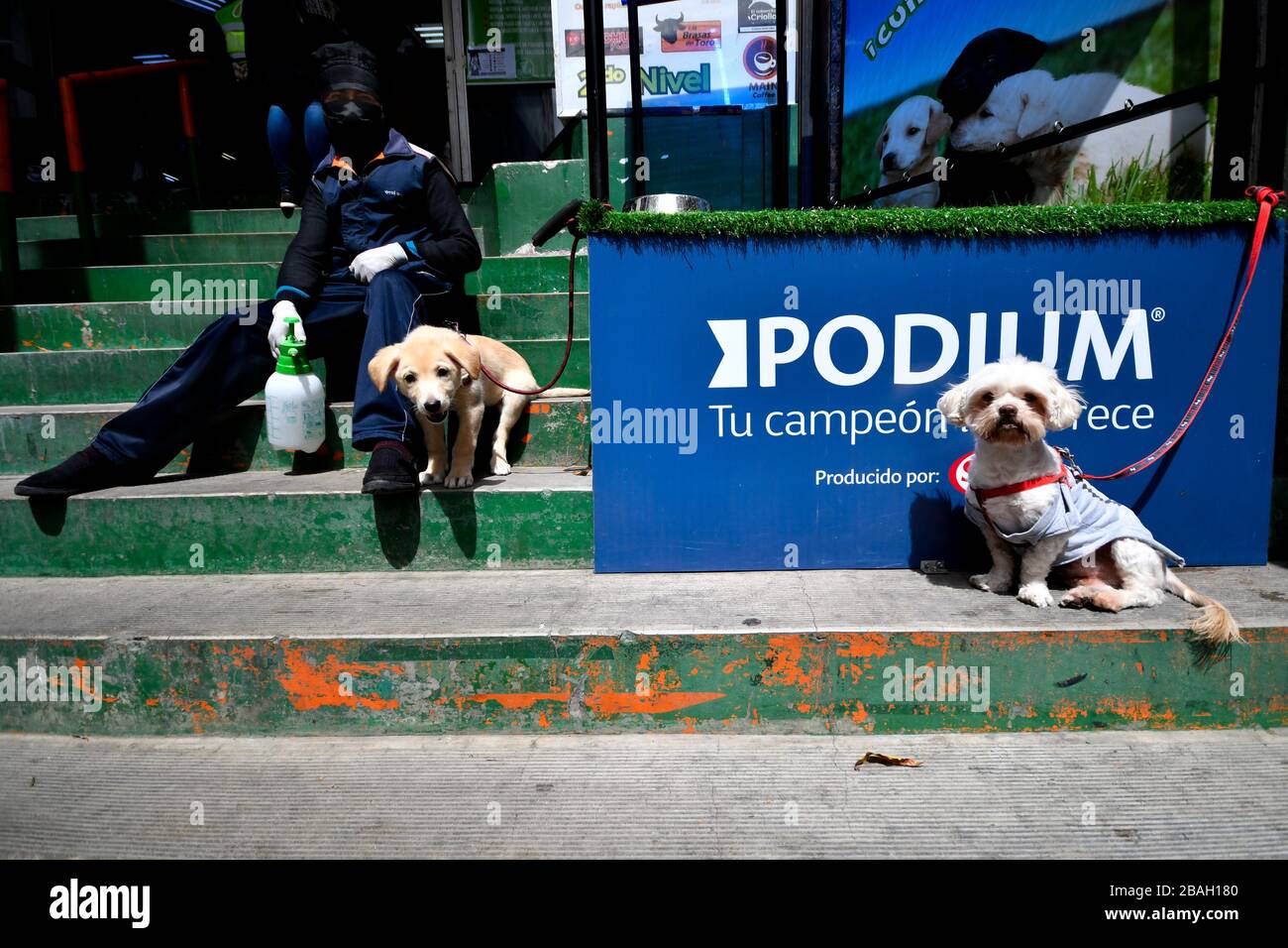 27 marzo 2020, la Paz, la Paz, Bolivia: La Legge d'urgenza (Legge marziale) governa in Bolivia. E' stato annunciato l'isolamento nelle case, con sanzioni da 1 a 10 anni in carcere per coloro che violano questa legge e altre misure. Le forze armate controllano la città e mantengono i checkpoint organizzati strategicamente. La gente ha il diritto di mangiare una volta alla settimana, a seconda dell'ultimo numero sul suo documento d'identità. All'ingresso dei supermercati, le persone, dopo aver presentato il loro documento d'identità, vengono spruzzate con un delicato disinfettante a base di bicarbonato di sodio e limone, poi un altro dipendente prende la loro temperatura e l Foto Stock