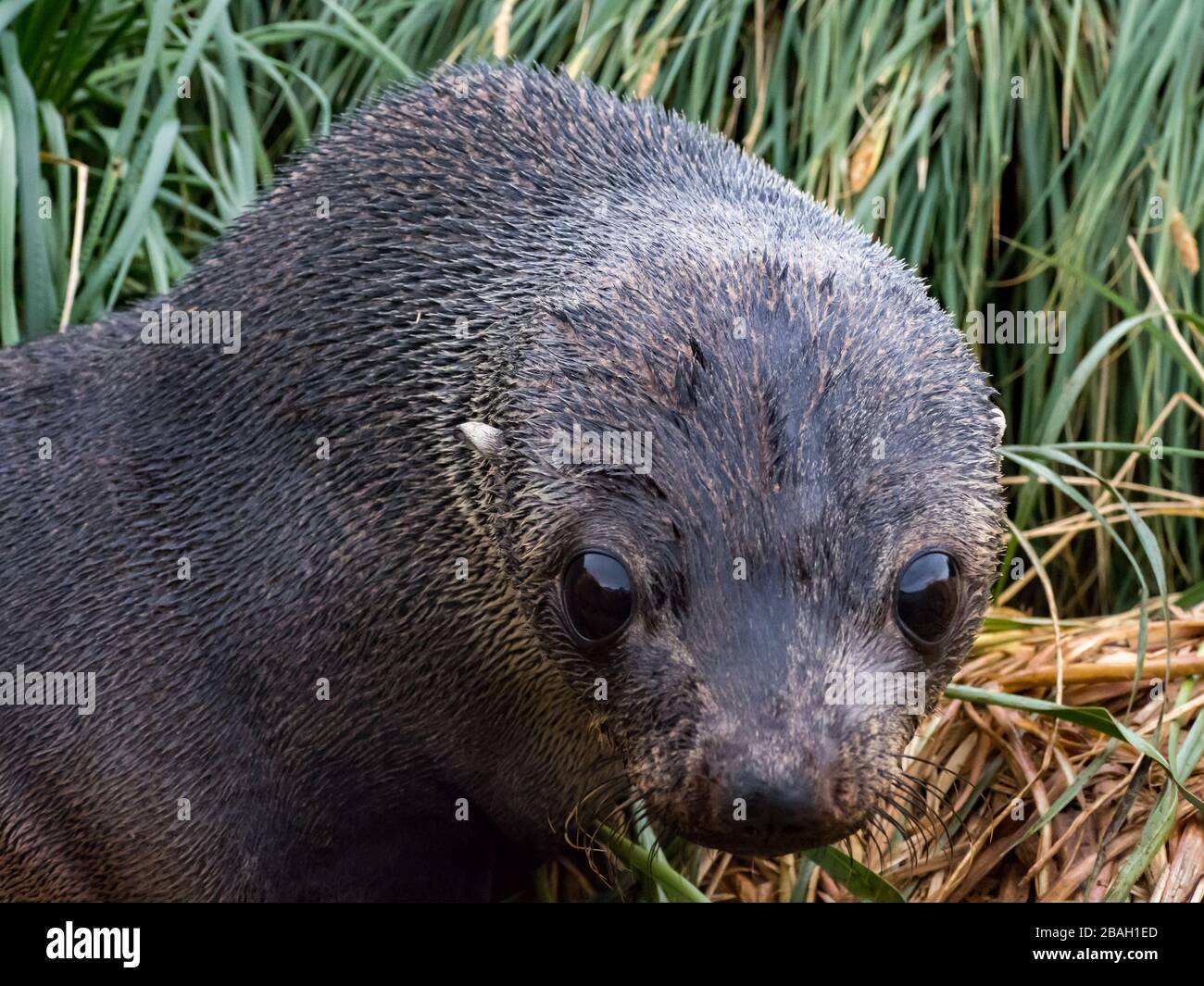 Sigillo in pelliccia Antartica, Arctocephalus gazella, sull'isola della Georgia meridionale nell'Oceano meridionale Foto Stock