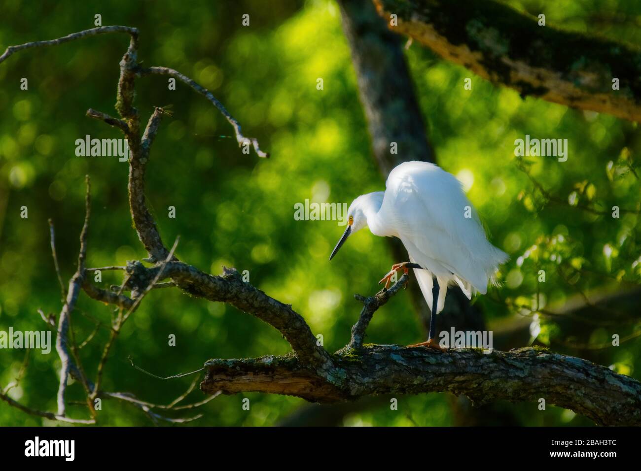 A Snowy Egret, (Egretta Thula,) gode di una soleggiata giornata primaverile al Noxubee Wildlife Refuge in Mississippi Foto Stock