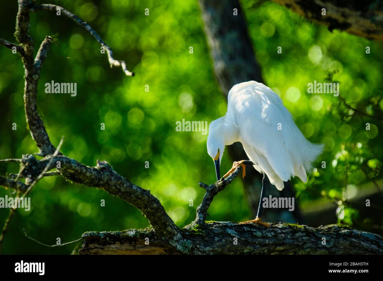 A Snowy Egret, (Egretta Thula,) gode di una soleggiata giornata primaverile al Noxubee Wildlife Refuge in Mississippi Foto Stock