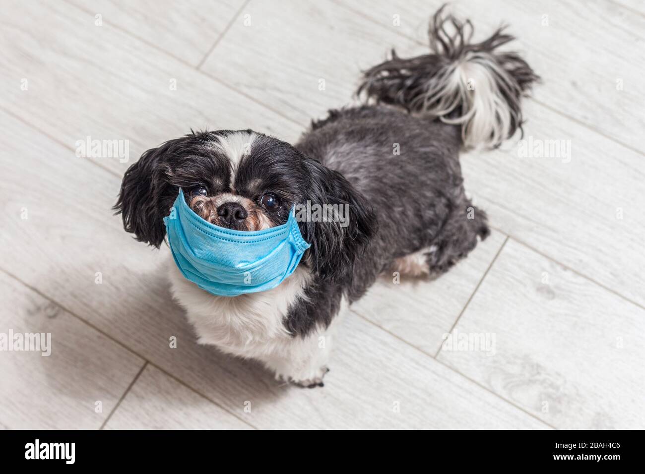 Cane in una maschera medica sul viso. Concetto di coronavirus. Proteggere gli animali da infezioni Foto Stock