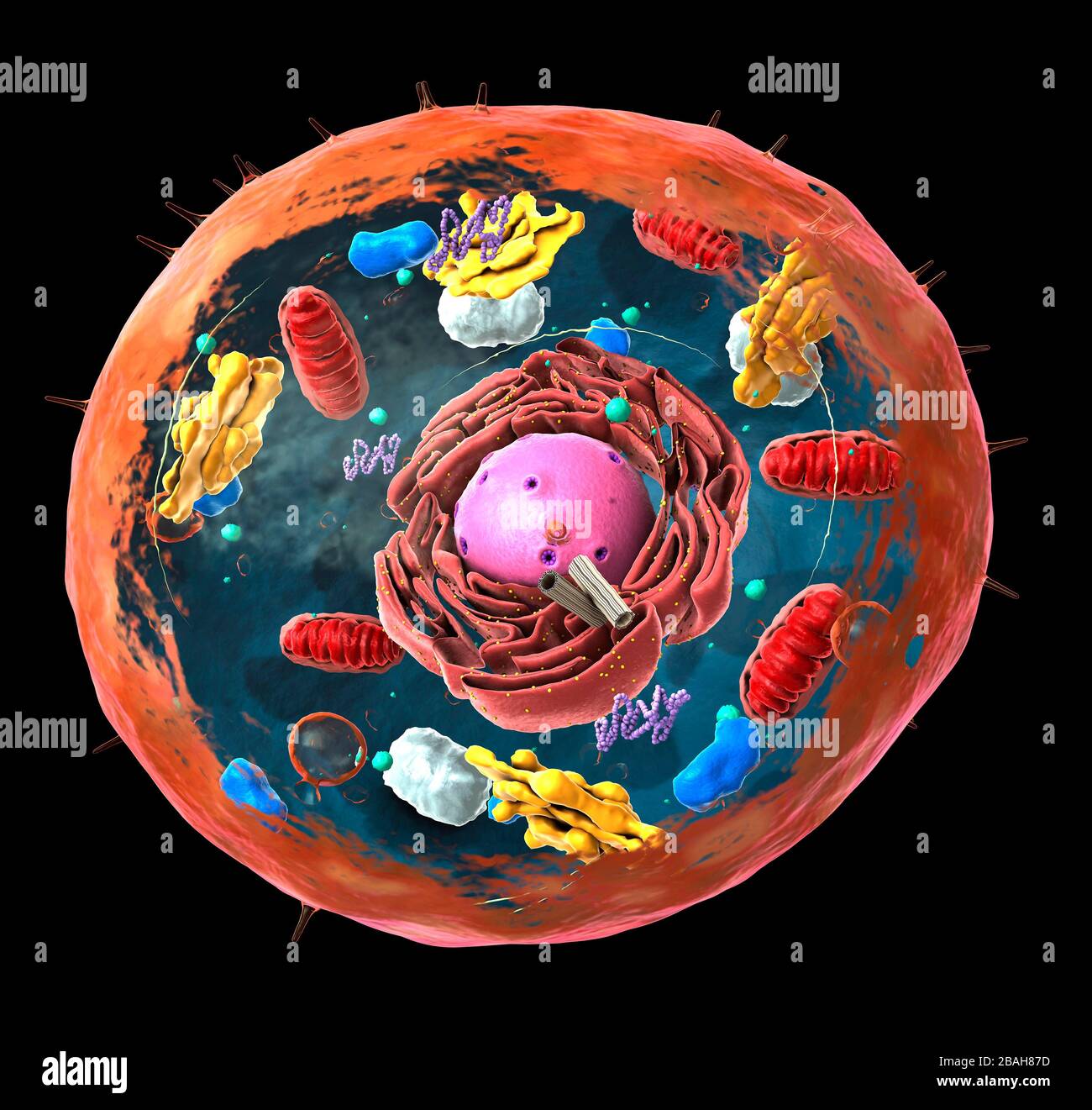 Struttura di cellule animali, illustrazione Foto Stock