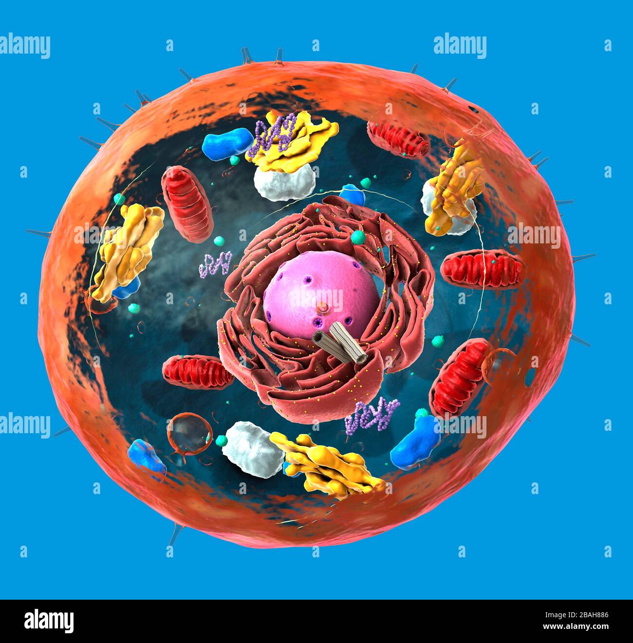 Struttura di cellule animali, illustrazione Foto Stock