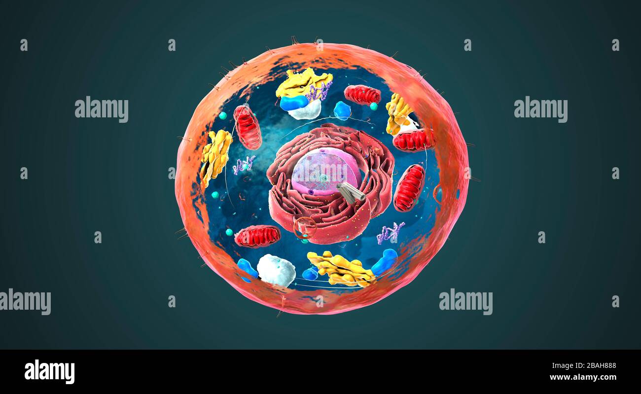 Struttura di cellule animali, illustrazione Foto Stock