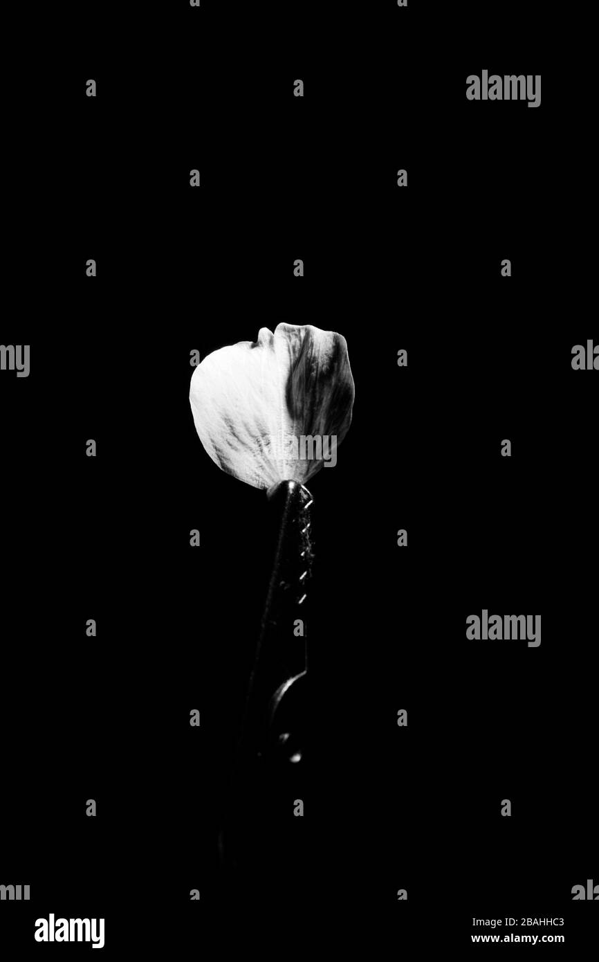 Singolo petalo Cherry Blossom su sfondo nero, bianco e nero foto Foto Stock