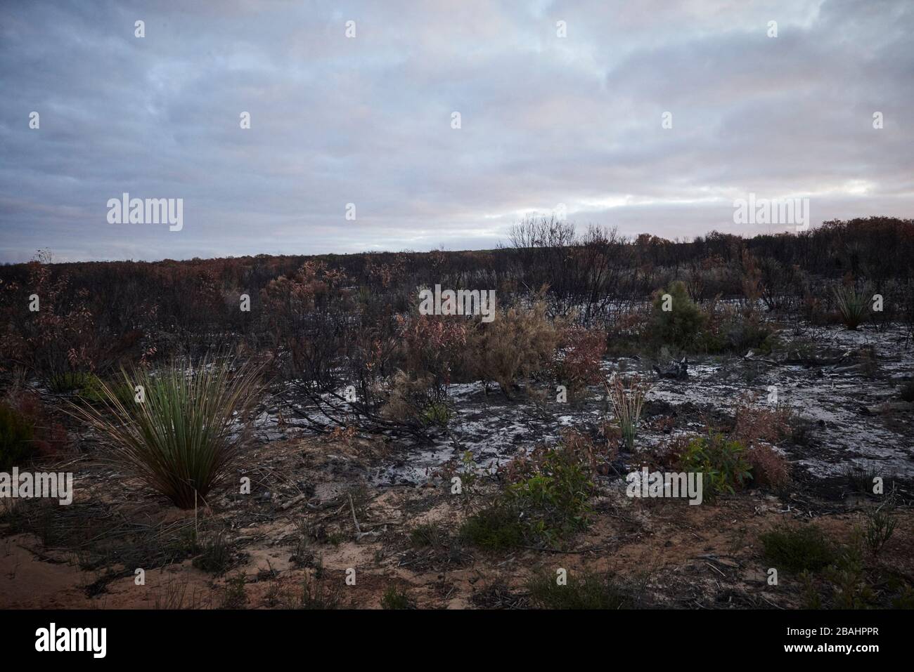 Il paesaggio devastato di Kangaroo Island lentamente tornando alla vita alla fine di febbraio 2020. Foto Stock