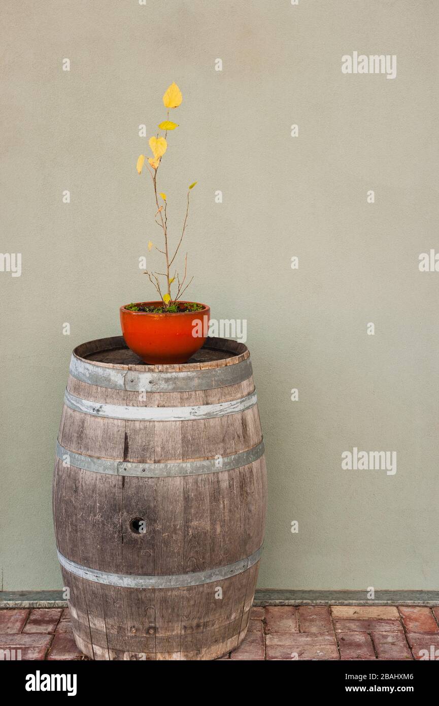 Un muro presso l'azienda agricola Pheasant nella Barossa Valley nel Sud Australia, decorato semplicemente con una pianta gialla a foglie in una pentola rossa in cima a una singola botte di vino. Foto Stock