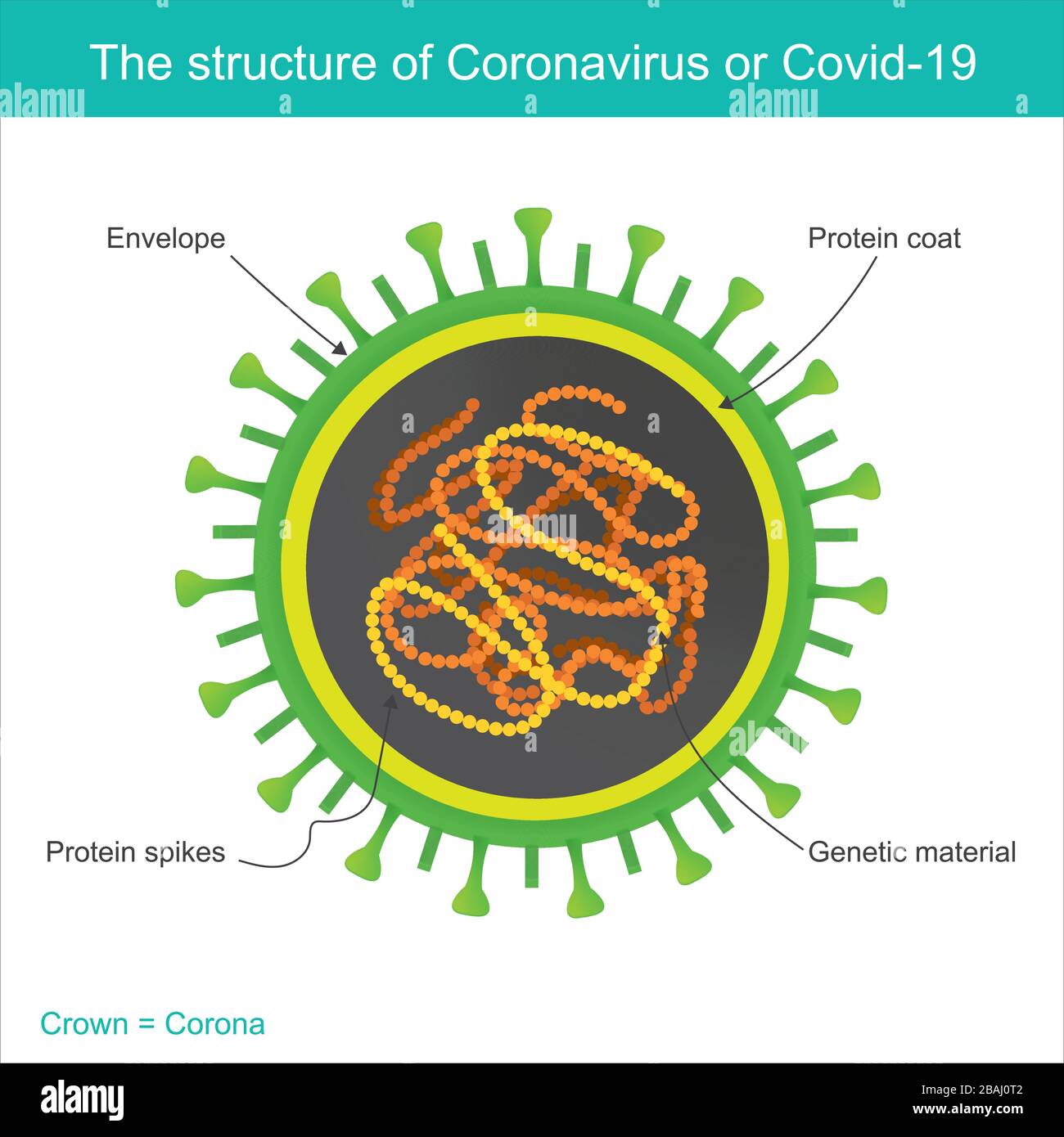 La struttura di Coronavirus o COVID-19. Illustrazione di assistenza sanitaria e medica. Illustrazione Vettoriale
