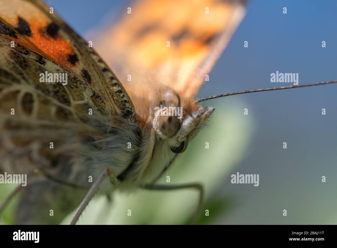 Macro isolata di una farfalla monarca nel selvaggio Israele Foto Stock