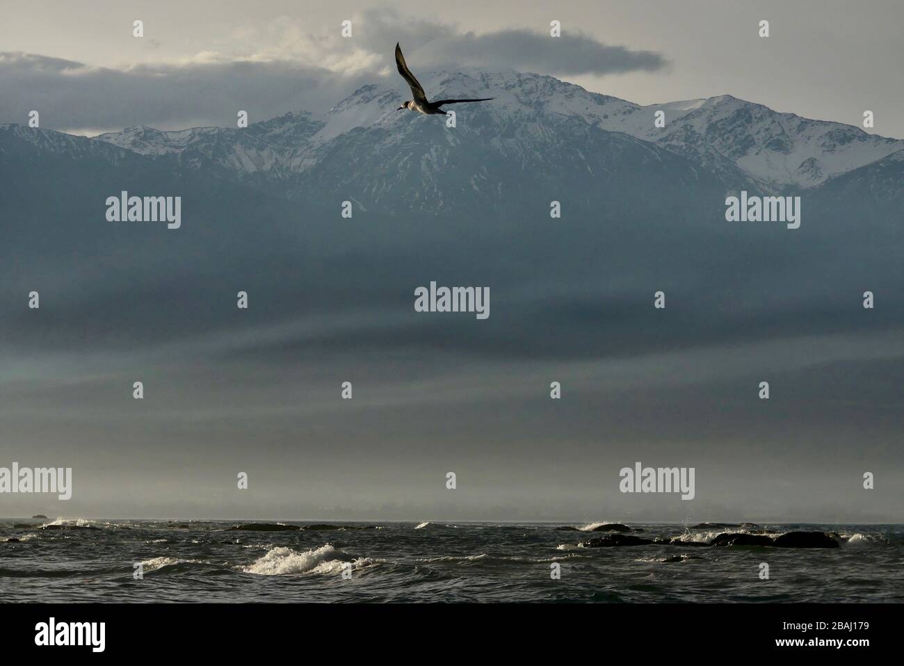 Uccello che vola di fronte alle catene montuose di Kaikoura Seaward innevate Foto Stock