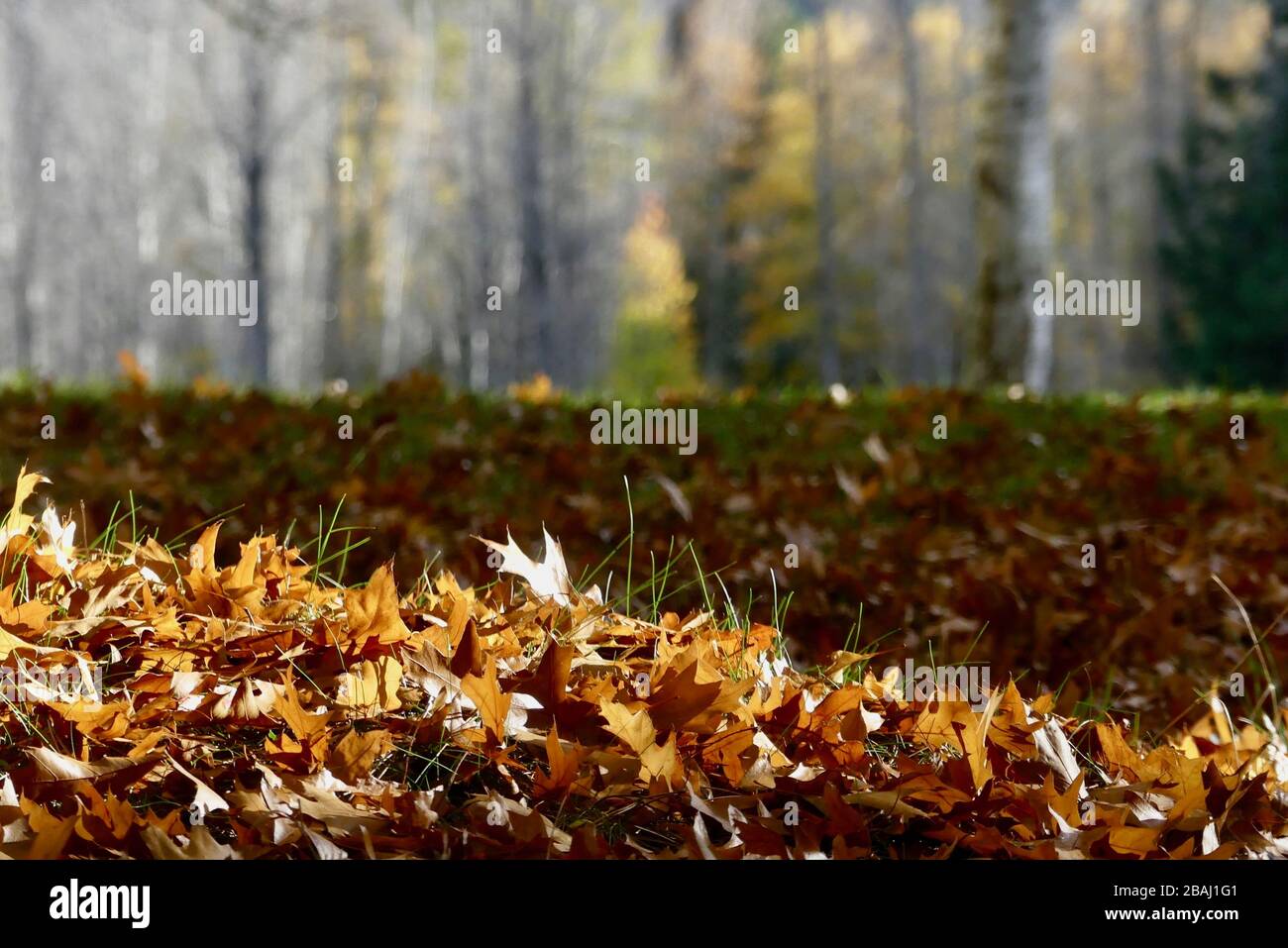 Foglie colorate autunnali Hamner Forest Park, Hanmer Springs, Nuova Zelanda Foto Stock