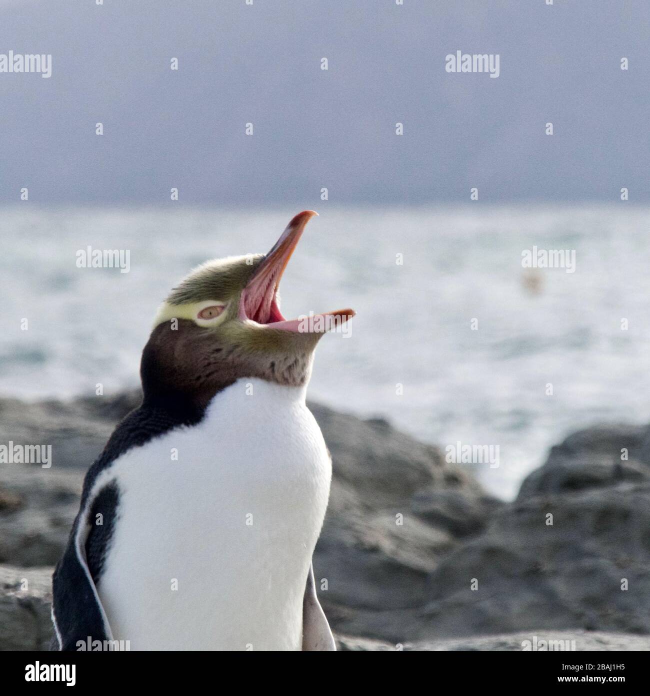 Yellow Eyed Penguin / Hoiho / Tarakaka (Megadyptes antipode) che inizia a molt a Kaikoura, Nuova Zelanda Foto Stock