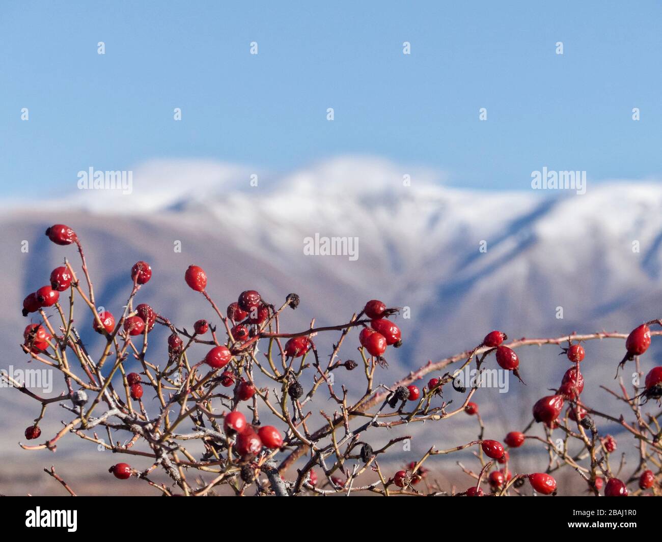 Berries selvatici in primo piano con sfondo invernale innevato di montagna, Nuova Zelanda Foto Stock