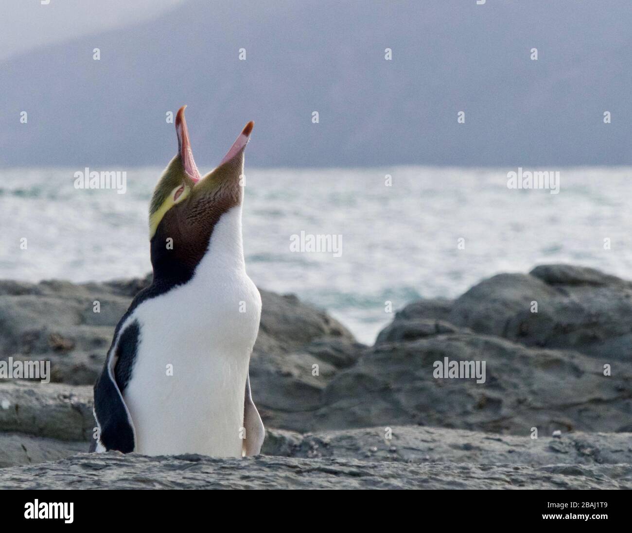 Yellow Eyed Penguin / Hoiho / Tarakaka (Megadyptes antipode) che inizia a molt a Kaikoura, Nuova Zelanda Foto Stock