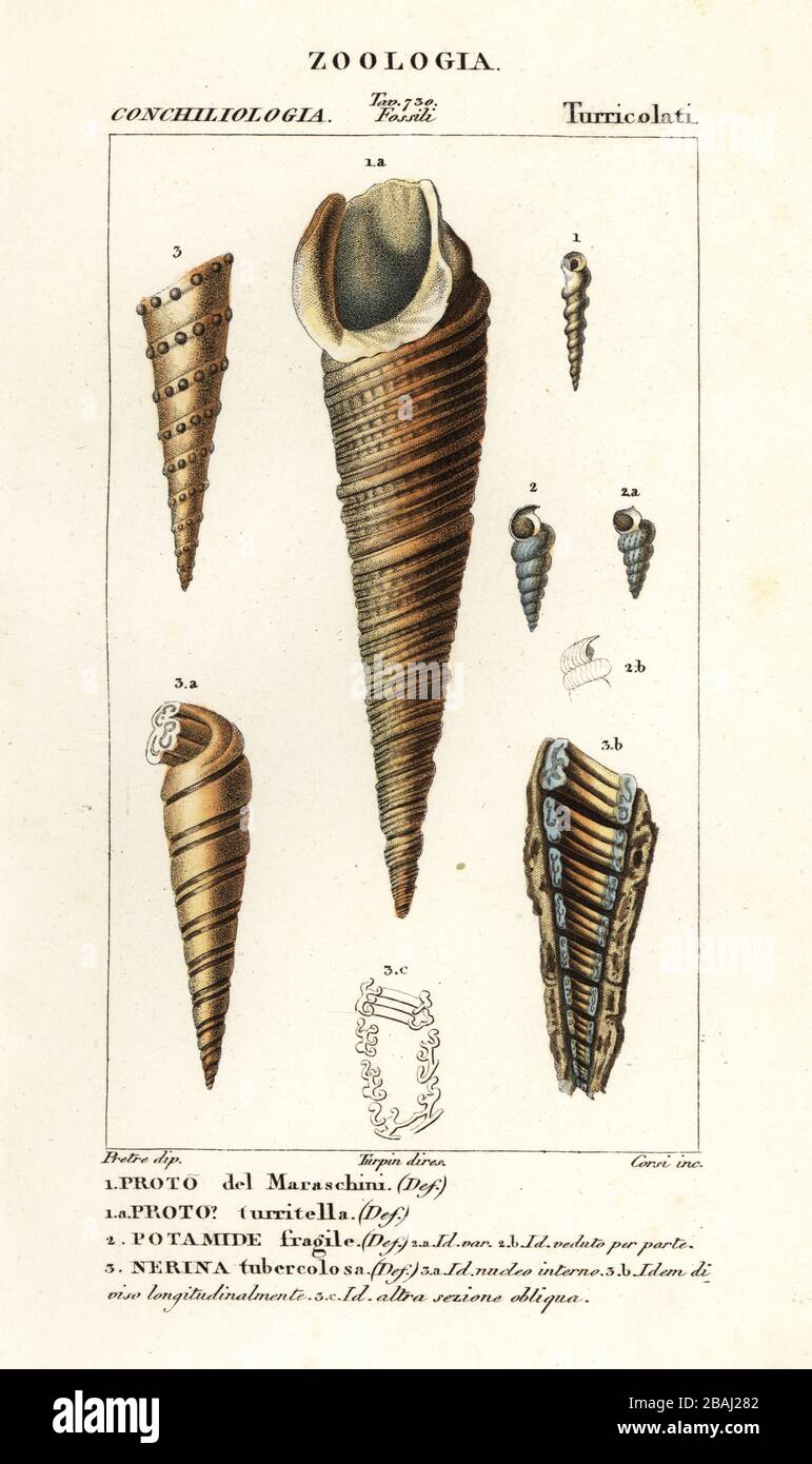 Fossili di lumache di mare estinte. Proto maraschinii, Turritella, Potamides fragilis, Nerina tubercolosa. Proto del Maraschiini, Proto turritella, Potamide fragile, Nerina turbercolosa. Incisione a forma di copperplate a mano dal Dizionario delle Scienze naturali di Antoine Laurent de Jussieu, Firenze, Italia, 1837. Illustrazione incisa da Corsi, disegnata da Jean Gabriel Pretre e diretta da Pierre Jean-Francois Turpin, e pubblicata da Batelli e figli. Turpin (1775-1840) è considerato uno dei più grandi illustratori botanici francesi del 19 ° secolo. Foto Stock