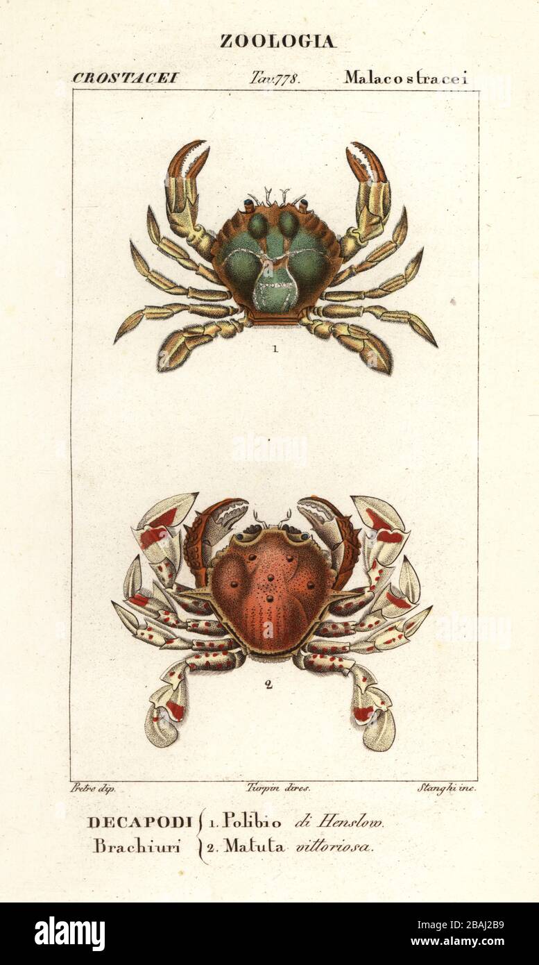 Granchio da nuoto, Polybius henslowii 1, e granchio da luna, Matuta victor 2. Polibio di Henslow, Matta vittoriosa. Incisione a forma di copperplate a mano dal Dizionario delle Scienze naturali di Antoine Laurent de Jussieu, Firenze, Italia, 1837. Illustrazione incisa da Stanghi, disegnata da Jean Gabriel Pretre e diretta da Pierre Jean-Francois Turpin, e pubblicata da Batelli e figli. Turpin (1775-1840) è considerato uno dei più grandi illustratori botanici francesi del 19 ° secolo. Foto Stock