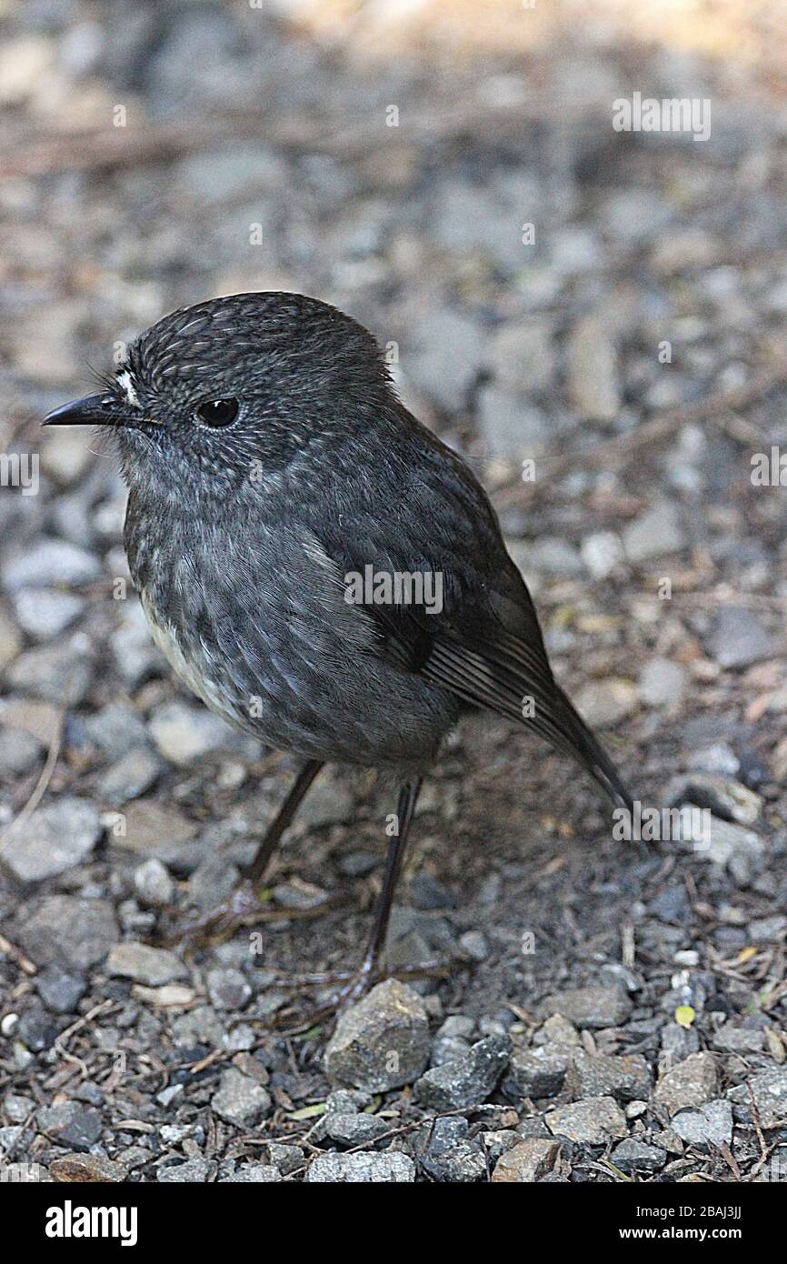 NZ robin creativo Foto Stock