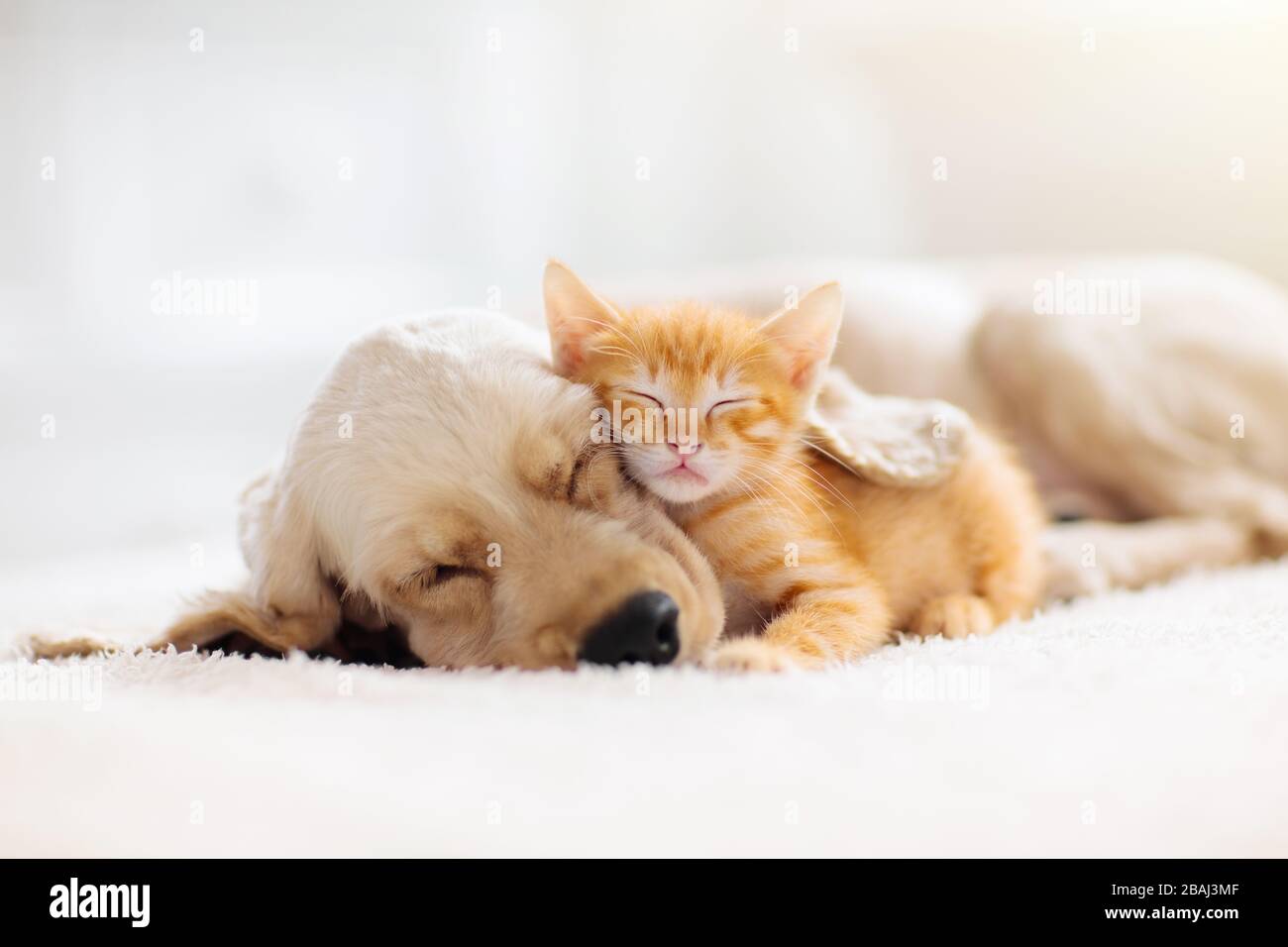 Di cane e di gatto dorme insieme. Gattino e cucciolo tenendo nap. Home animali domestici. La cura degli animali. Amore e amicizia. Animali domestici. Foto Stock