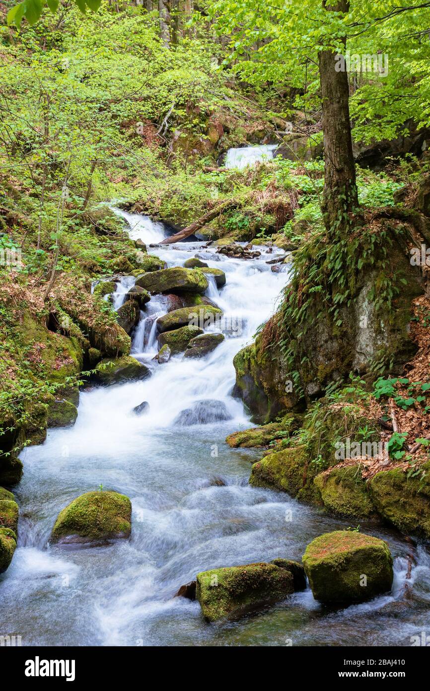 rapido ruscello d'acqua nella foresta. potente flusso tra le rocce mossy. splendido paesaggio naturale in primavera. verde verde brillante fogliame sugli alberi Foto Stock