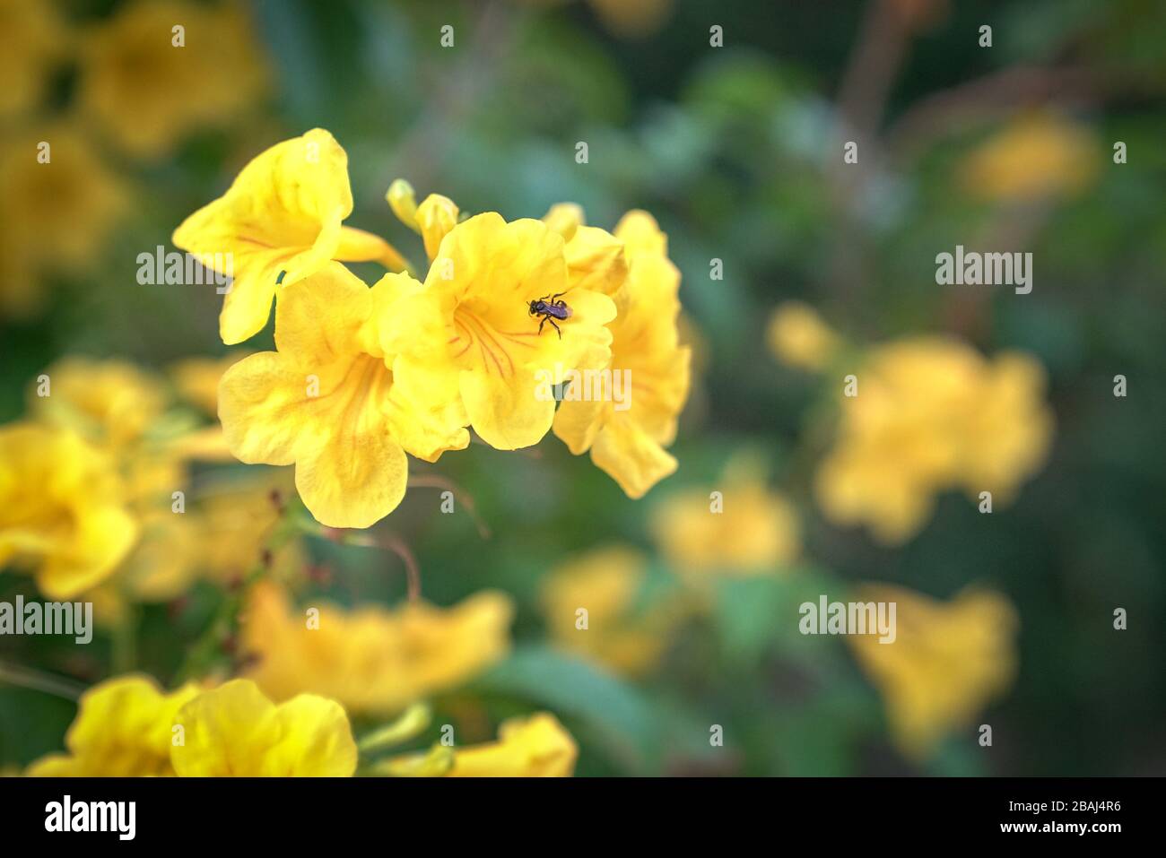 Fiori gialli luminosi. Sfondo della natura con spazio di copia. Foto Stock