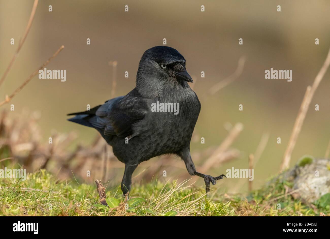 Jackdaw europeo, Corvus monidula, alimentazione in erba in inverno. Foto Stock