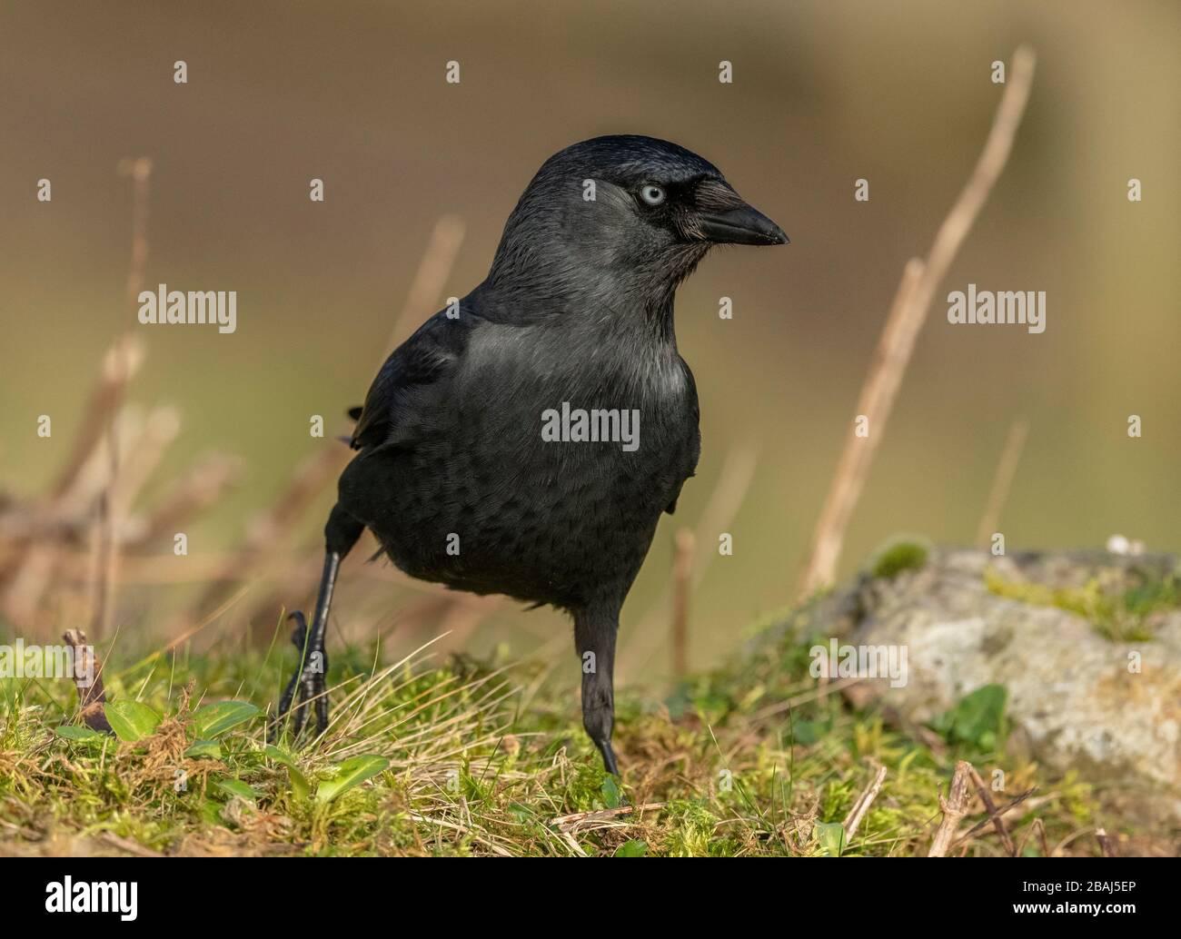 Jackdaw europeo, Corvus monidula, alimentazione in erba in inverno. Foto Stock